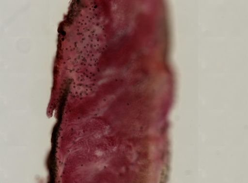 Chondrilla nucula