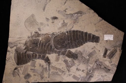 Eurypterus lacustris