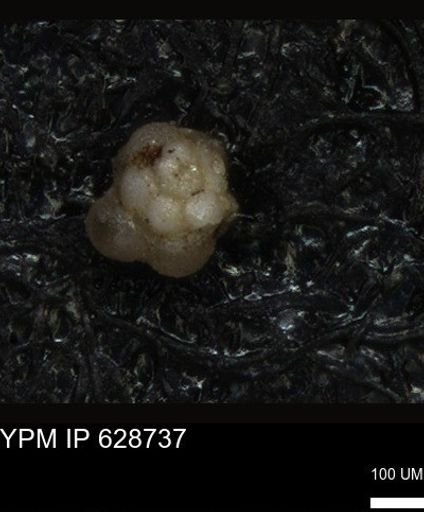 undet. Foraminiferida