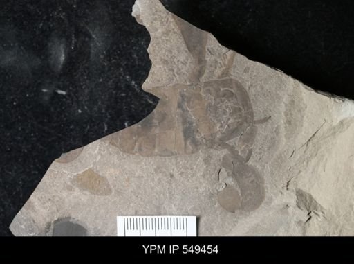 undet. Eurypterida