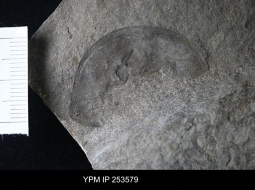 Erieopterus microphthalmus