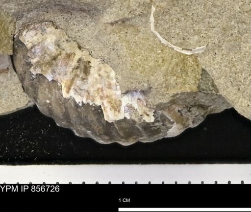 undet. Scaphitidae
