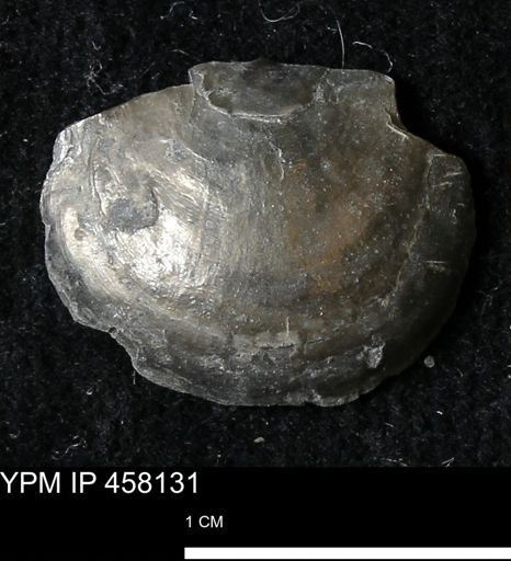 Pholidostrophia iowaensis