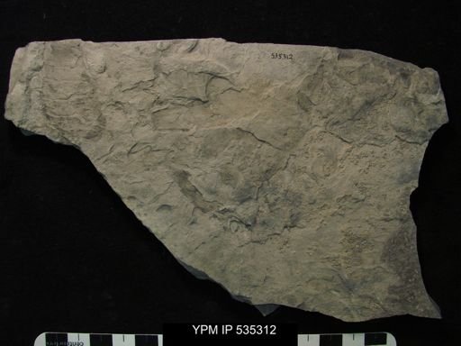 undet. Eurypterida