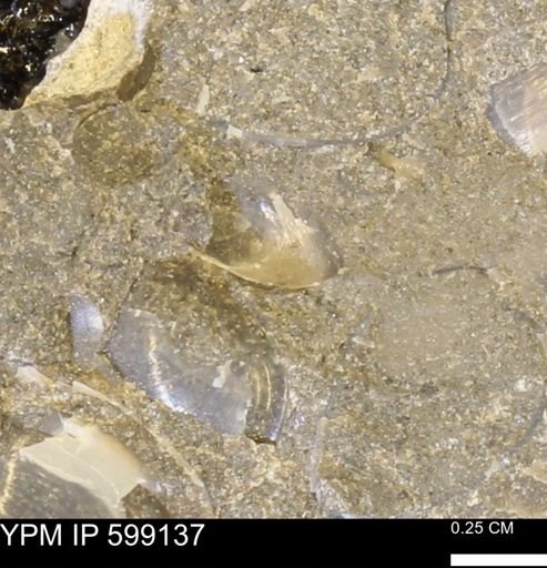 undet. Bryozoa