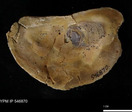 Ostrea virginiana