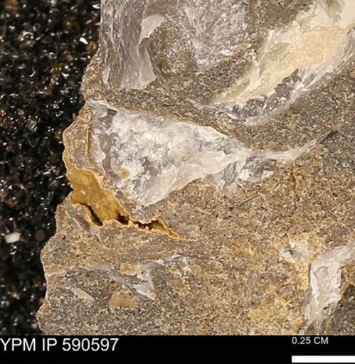 Ostreacea