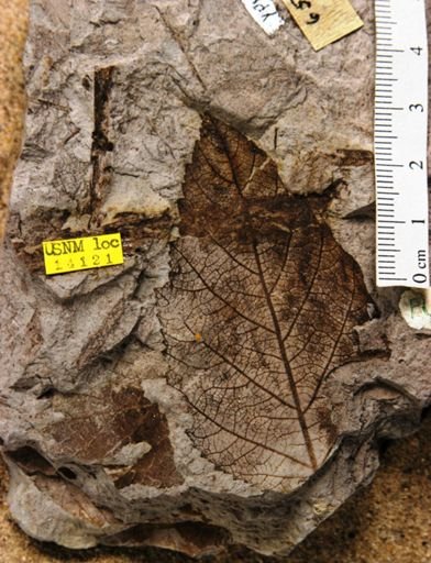 Corylus acutertiaria