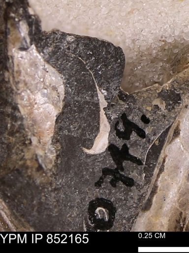 undet. Bivalvia