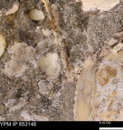 Limopsis striatopunctatus