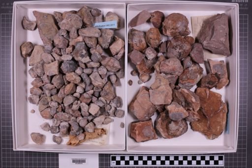 mixed taxa, stratigraphic collection