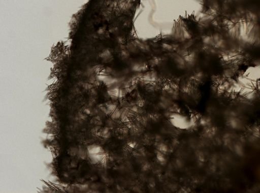 Hymeniacidon sp.
