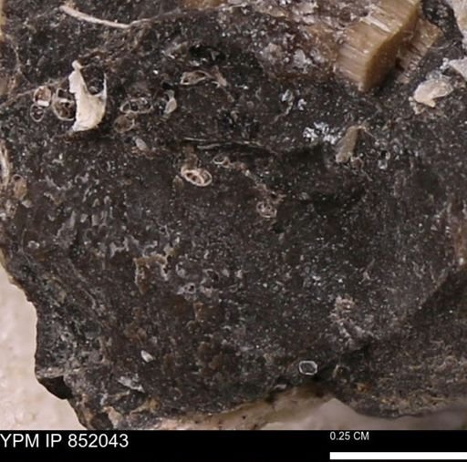 undet. Foraminifera