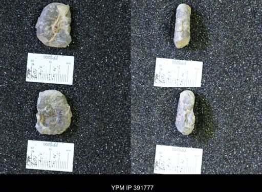 Scaphites whitfieldi