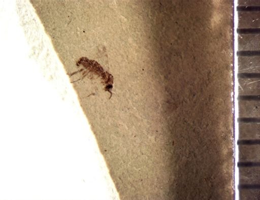 Hymenoptera?
