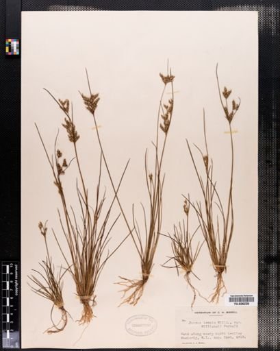 Juncus tenuis