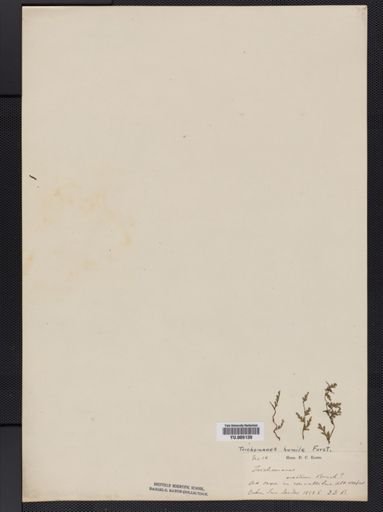 Trichomanes
