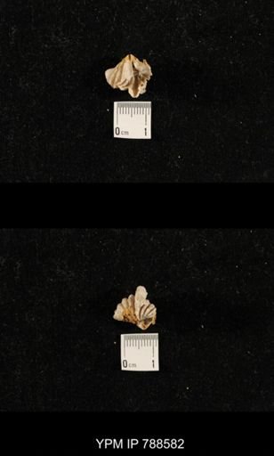undet. Brachiopoda