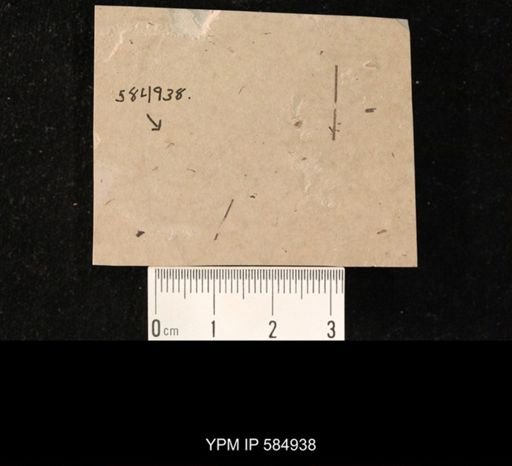 undet. Diptera