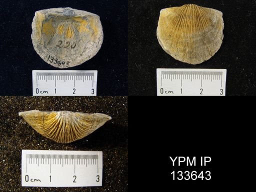 Stropheodonta demissa