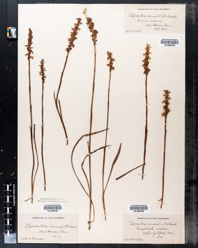 Spiranthes cernua