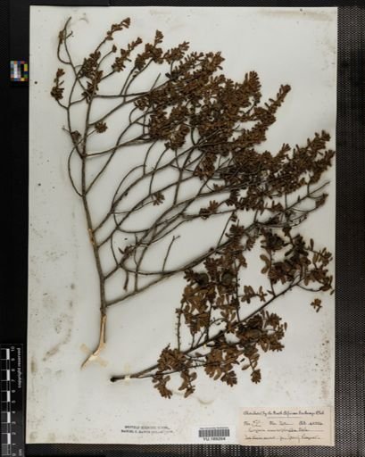 Plantae