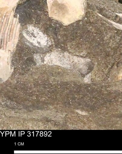 undet. Mollusca