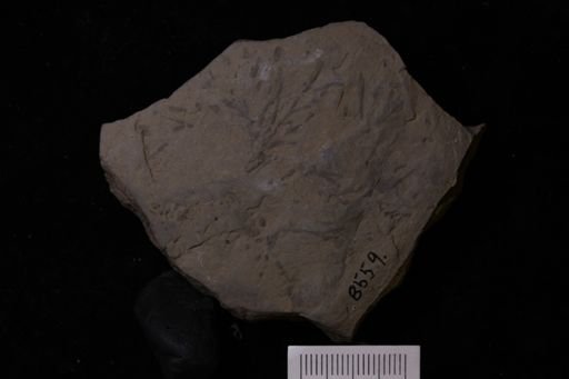 Chondrites sp.