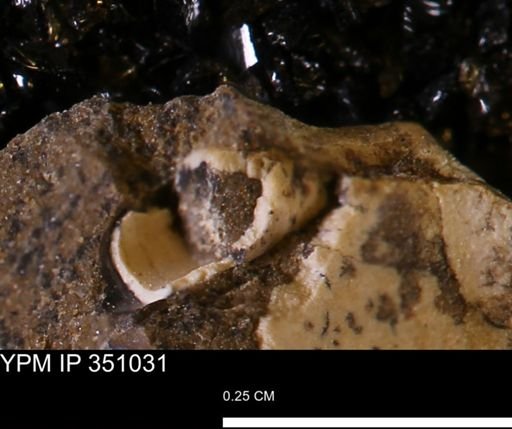 undet. Scaphopoda