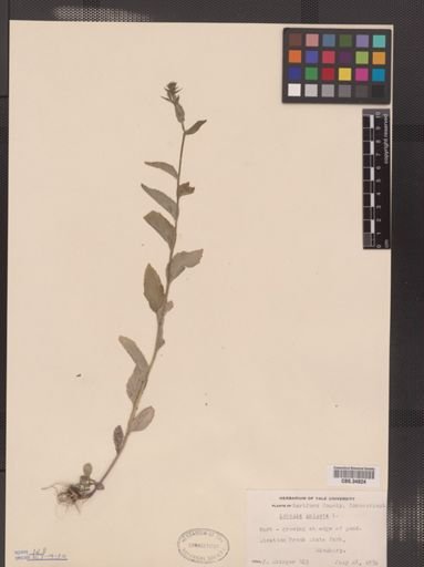 Lobelia inflata