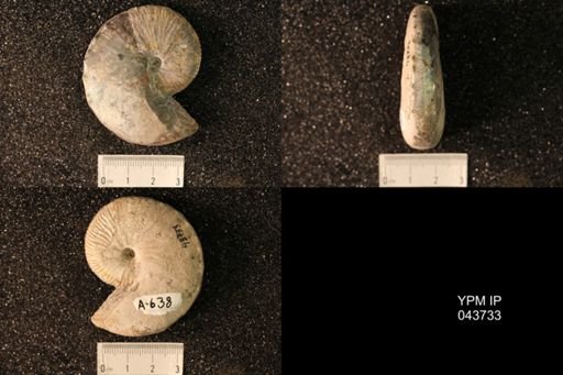 Hoploscaphites nicolletii