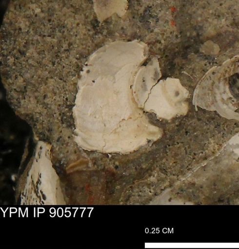 Gastropoda?