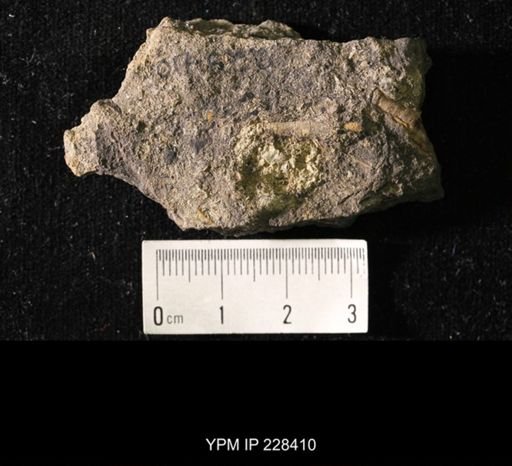 Pseudorthoceras knoxense