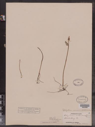 Botrychium