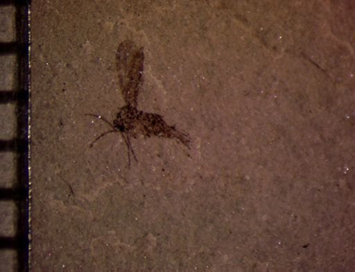 undet. Diptera