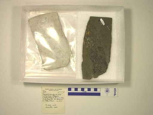 cf. Semionotus tenuiceps