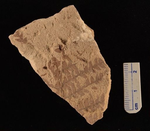 Cladophlebis sp.