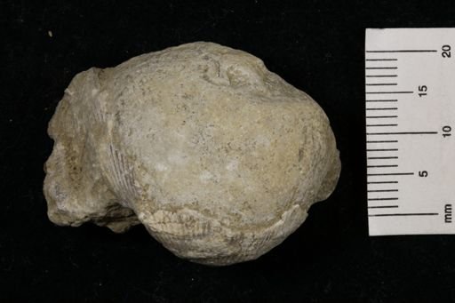 Linoproductus prattenianus
