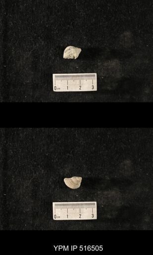 Cyclonema sp.