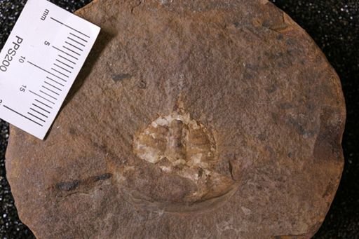 Euproops danae