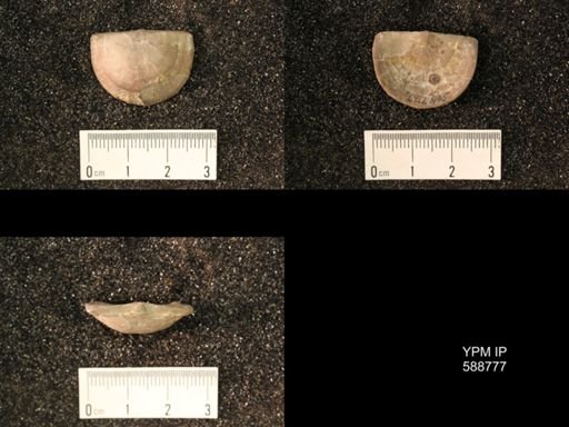 Strophomena planumbona