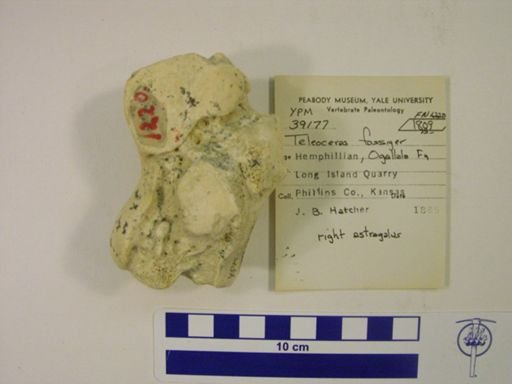 Teleoceras fossiger