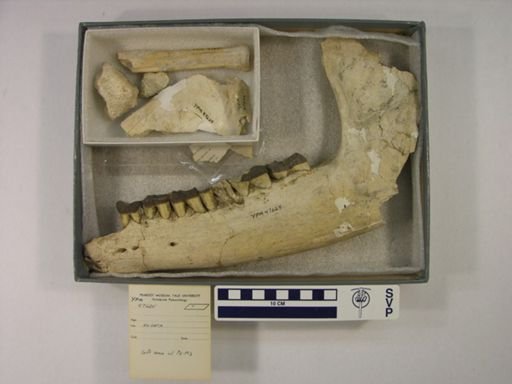 Rhinocerotoidea