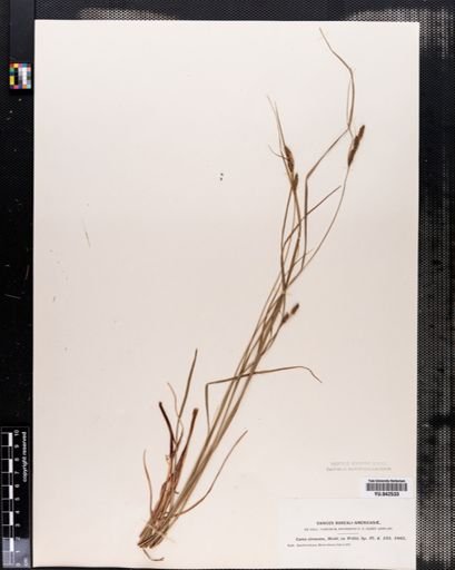 Carex virescens
