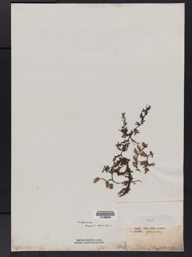 Trichomanes krausii