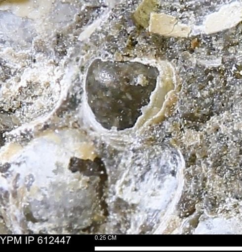 Protocardia subquadrata
