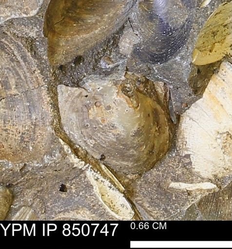 Limopsis striatopunctatus