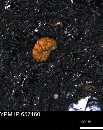 Haplophragmoides gigas