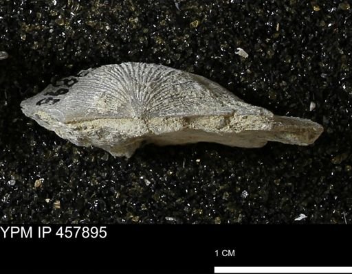 Strophodonta sp.