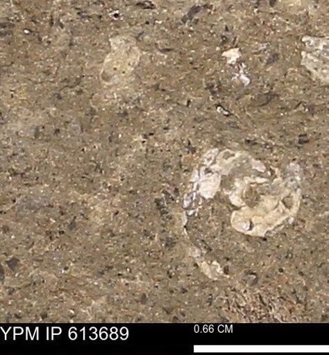Scaphites sp.